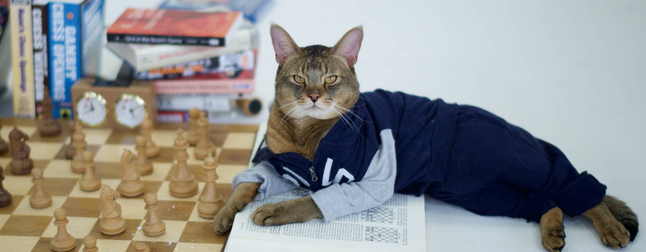 Rubrique contact du site jouer-aux-echecs-en-ligne.net